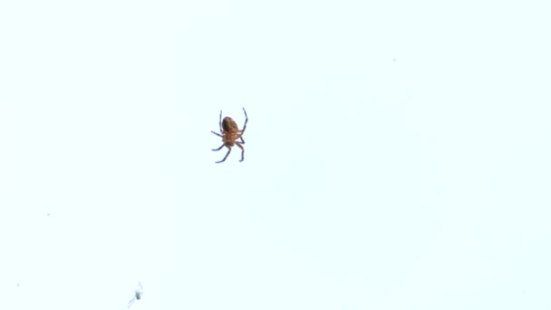 Una Araña Pequeña Sentada Tela Una Araña Come Comida Hermoso — Vídeo de stock