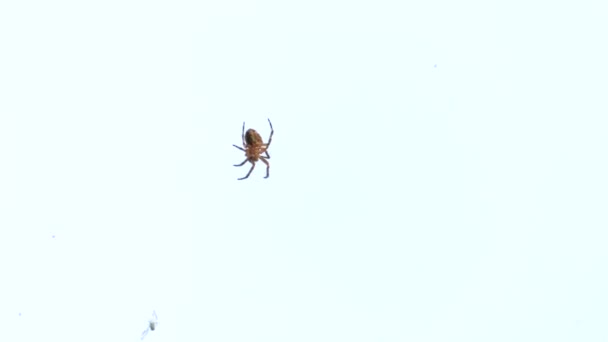 Petite araignée assise sur une toile d'araignée. Mange de la nourriture. Beau bokeh et estomper le fond. 4K, UHD, 50p, 60p, Panoramique, Gros plans, Profondeur peu profonde des champs .
