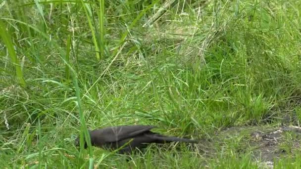 Merle noir. Park.4K, UHD, 50p, Panoramique ,