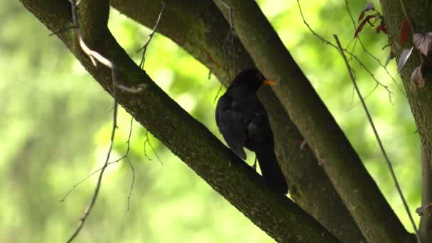 Schwarze Amsel Park Uhd 50P Schwenken — Stockvideo