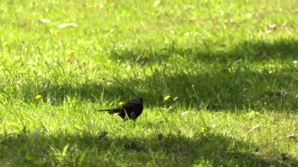 Black Blackbird Park Uhd 50P Panning — Stock Video