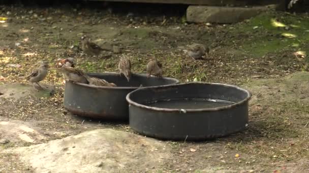 Pequeños Gorriones Comiendo Comida Bowl Uhd 50P Panning — Vídeo de stock