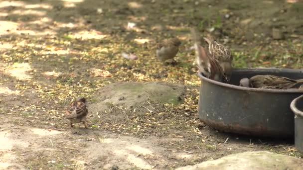 Small Sparrows Eating Food Bowl Uhd 50P Panning — Stock Video