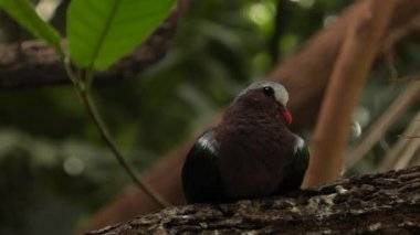 Elmas güvercin - cuneata geopelia. 4k, Uhd, 50p, kaydırma, portre, 