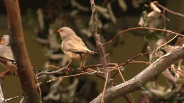 Zümrüt güvercin. 4k, Uhd, 50p, kaydırma, portre, 