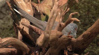 Zümrüt güvercin. 4k, Uhd, 50p, kaydırma, portre, 