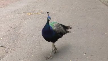 Yetişkin tavus kuşu. 4k, Uhd, 50p, kaydırma, portre, 