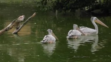 Doğu beyaz pelikan. Pembe Pelican. 4k, Uhd, 50p, kaydırma, portre, 