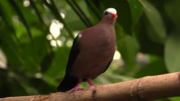 Diamond Dove Diamentowy Geopelia Uhd 50P Panoramowanie Zbliżenie — Wideo stockowe