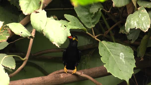 Colombe Émeraude Haute Qualité 50P Panoramique Gros Plans — Video