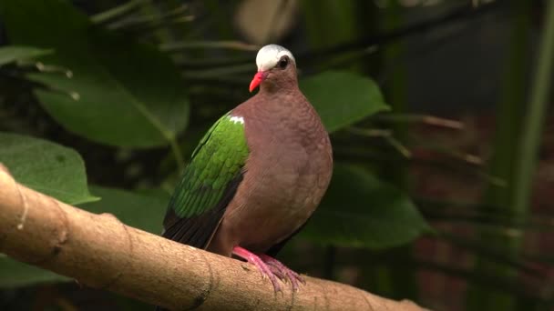 Pomba Diamante Cuneata Geopelia Uhd 50P Panning Fechar — Vídeo de Stock