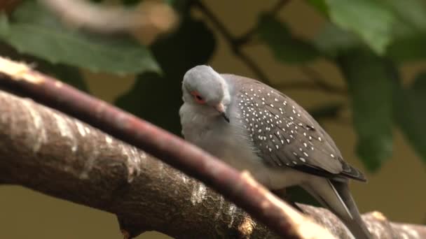 Diamant Duif Tong Cuneata Geopelia Uhd 50P Pannen Close — Stockvideo