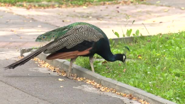 Adult Peacock Uhd 50P Panning Closeup — Stock Video