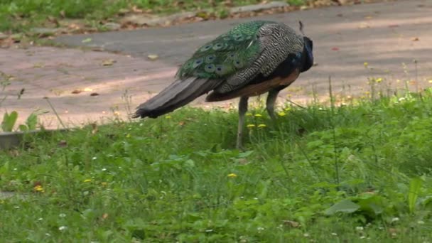 Erwachsener Pfau Uhd 50P Schwenken Nahaufnahme — Stockvideo