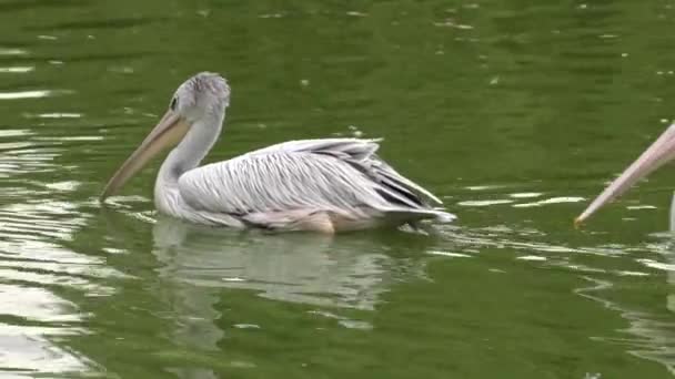 Eastern White Pelican Pink Pelican Uhd 50P Panning Closeup — Stok Video