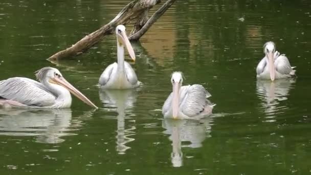 Východní Bílých Pelikánů Pink Pelican Uhd 50P Posouvání Closeup — Stock video
