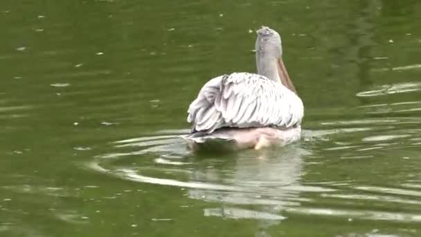 Východní Bílých Pelikánů Pink Pelican Uhd 50P Posouvání Closeup — Stock video