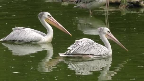 Pelican Blanc Est Pélican Rose Haute Qualité 50P Panoramique Gros — Video