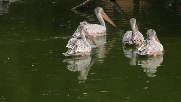 Oost Witte Pelikaan Roze Pelikaan Uhd 50P Pannen Close — Stockvideo