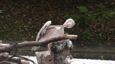 Doğu beyaz pelikan. Pembe Pelican. 4k, Uhd, 50p, kaydırma, portre, 