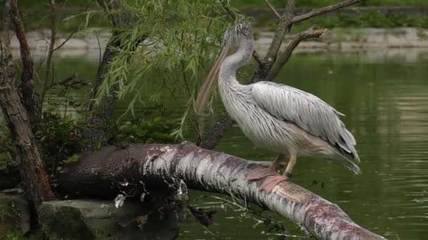 Východní Bílých Pelikánů Pink Pelican Uhd 50P Posouvání Closeup — Stock video