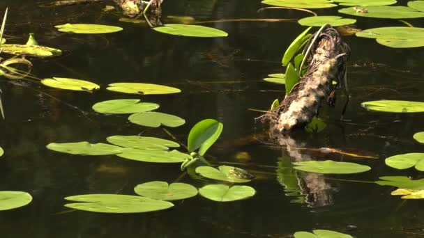Gölün Ortasındaki Bir Yaprak Üzerinde Oturan Islak Bir Kurbağa Nilüferler — Stok video
