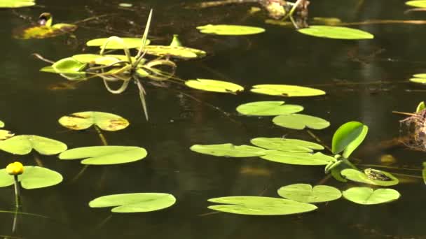 Una Rana Mojada Sentada Sobre Una Hoja Medio Del Lago — Vídeo de stock