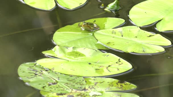 Wet Frog Sitting Leaf Middle Lake Water Lilies Background — Stock Video