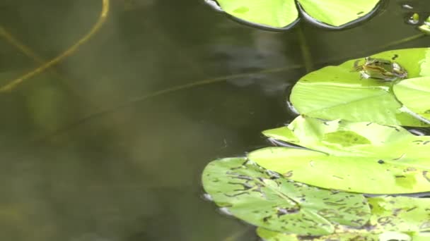 湖の真ん中に葉の上に座っている濡れているカエル バック グラウンドでの睡蓮 — ストック動画