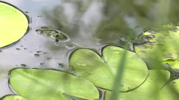 Wet Frog Sitting Leaf Middle Lake Water Lilies Background — Stock Video