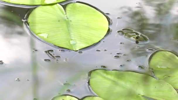 湖の真ん中に葉の上に座っている濡れているカエル バック グラウンドでの睡蓮 — ストック動画