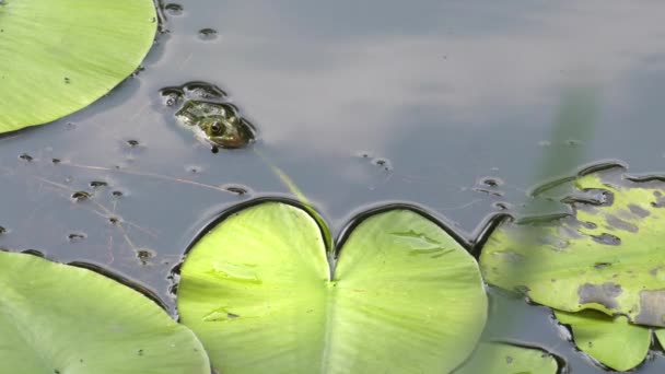 Wet Frog Sitting Leaf Middle Lake Water Lilies Background — Stock Video
