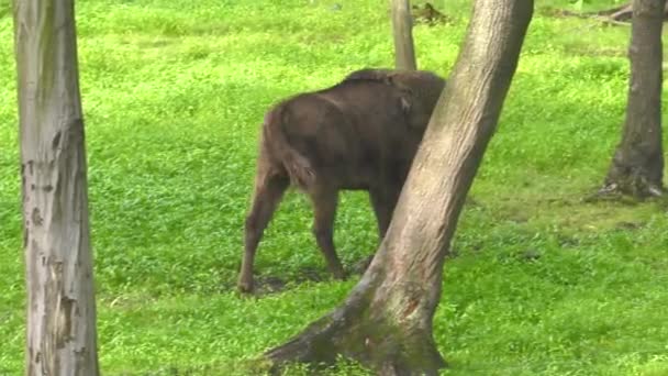 Der Europäische Bison Bonasus Bekannt Als Wisent Oder Der Europäische — Stockvideo