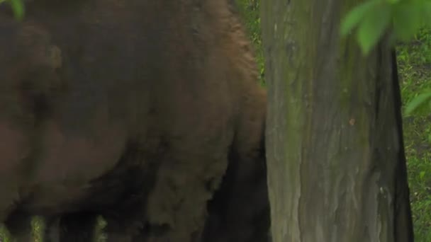 Bisonte Europeo Bonasus Conocido Como Sabio Bisonte Europeo Madera Una — Vídeos de Stock