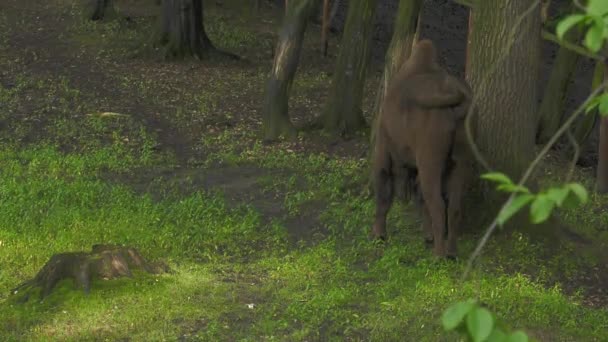 Европейский Бизон Bonasus Известный Мудрый Европейский Древесный Бизон Один Двух — стоковое видео