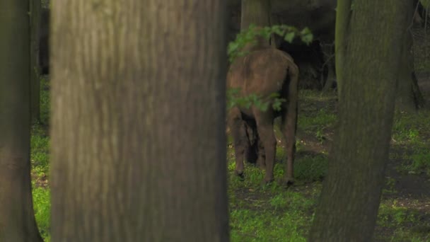 Европейский Бизон Bonasus Известный Мудрый Европейский Древесный Бизон Один Двух — стоковое видео