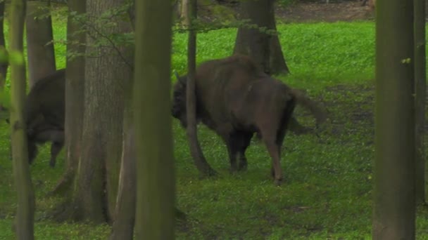 Європейських Зубри Bonasus Відомий Wisent Або Європейських Зубри Деревини Одна — стокове відео