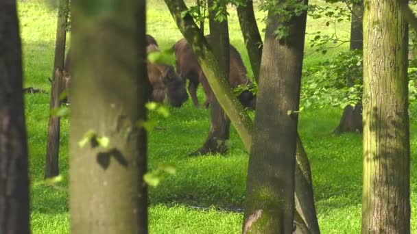 European Bison Bonasus Known Wisent European Wood Bison One Two — Stock Video