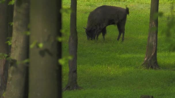 Європейських Зубри Bonasus Відомий Wisent Або Європейських Зубри Деревини Одна — стокове відео