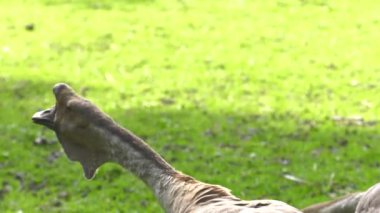 Birçok kaz çim üzerinde yürüyor. 4k, Uhd, 50p, 60p, kaydırma, portre.