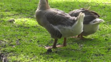 Birçok kaz çim üzerinde yürüyor. 4k, Uhd, 50p, 60p, kaydırma, portre.
