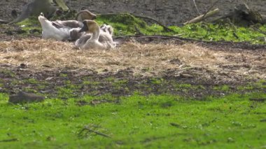 Birçok kaz çim üzerinde yürüyor. 4k, Uhd, 50p, 60p, kaydırma, portre.