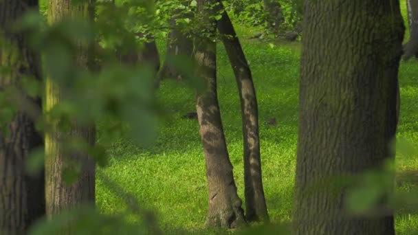Европейский Бизон Bonasus Известный Мудрый Европейский Древесный Бизон Один Двух — стоковое видео