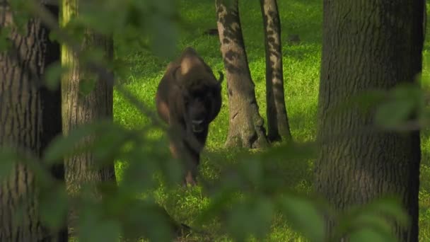 Europeisk Bison Bonasus Känd Som Wisent Eller Den Trä Visenterna — Stockvideo