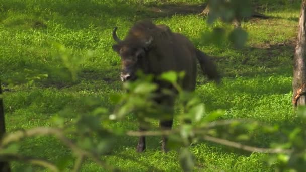 Żubr Bonasus Znany Jako Wisent Lub Żubr Drewna Jest Jeden — Wideo stockowe