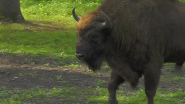 Європейських Зубри Bonasus Відомий Wisent Або Європейських Зубри Деревини Одна — стокове відео