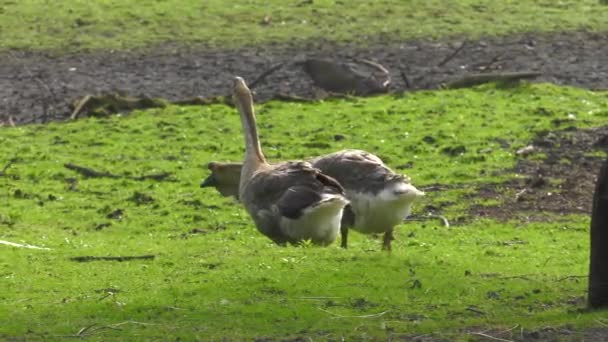 许多鹅在草地上散步 Uhd 50Pup Pan纳 特写镜头 — 图库视频影像