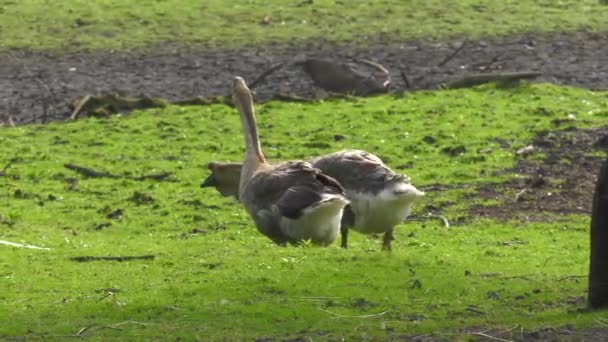 Muitos Gansos Estão Andando Grama Uhd 50P 60P Panning Fechar — Vídeo de Stock