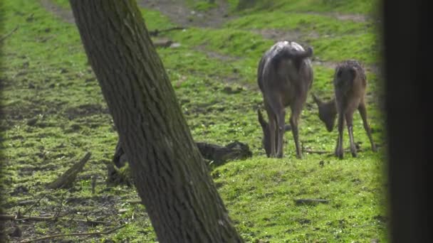 Viele Gänse Laufen Auf Dem Gras Uhd 50P 60P Schwenken — Stockvideo