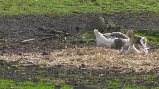 Muitos Gansos Estão Andando Grama Uhd 50P 60P Panning Fechar — Vídeo de Stock